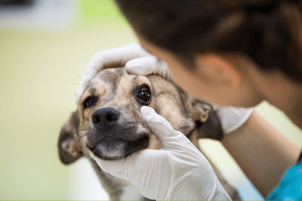 Veterinář kontroluje oči psa